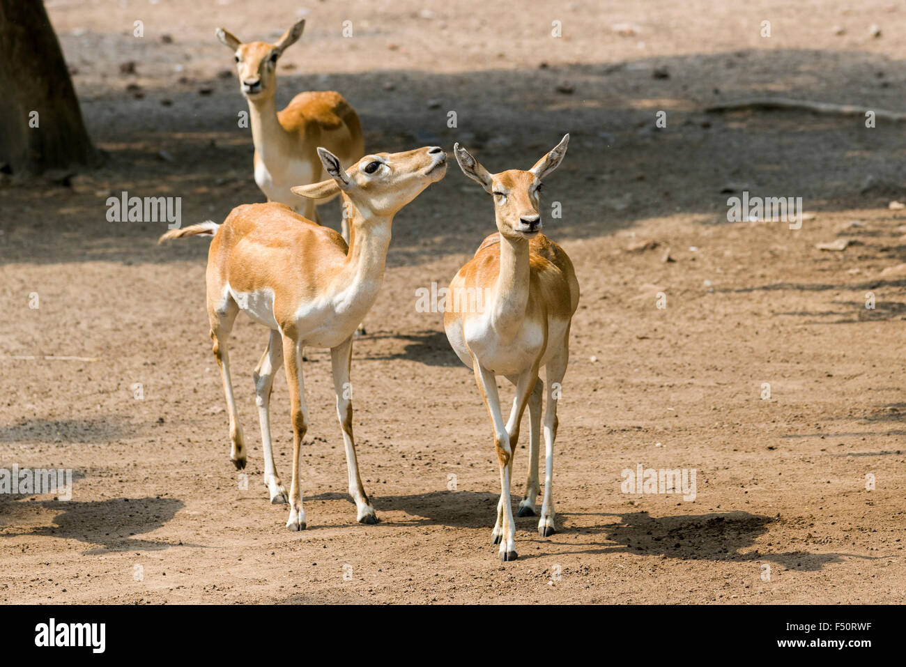 A small group of female White Buck (Antilope cervicarpa) is standing together in the zoo Stock Photo