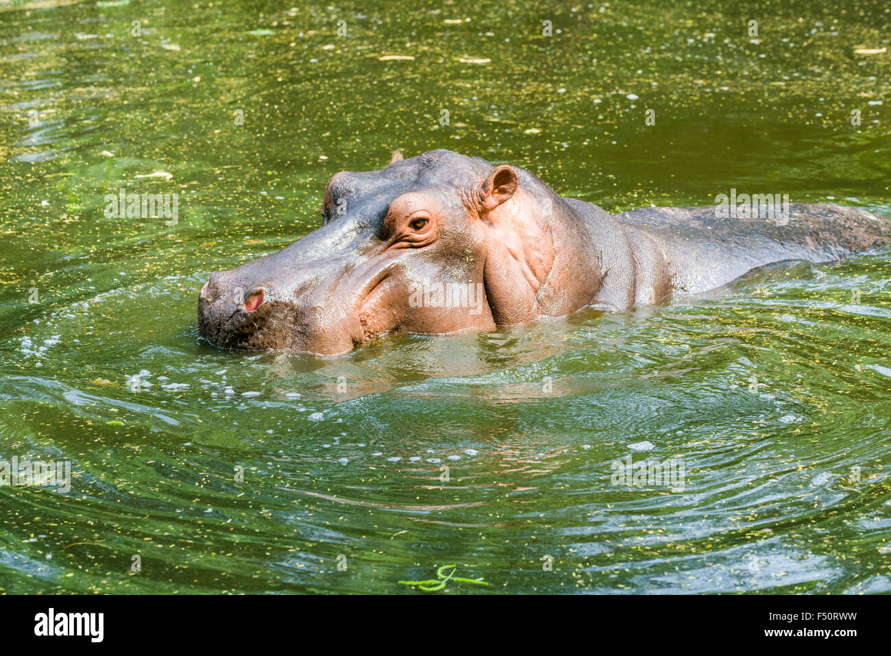 A Hippopotamus (Hippopotamus amphibius) is swimming in the water in the zoo Stock Photo