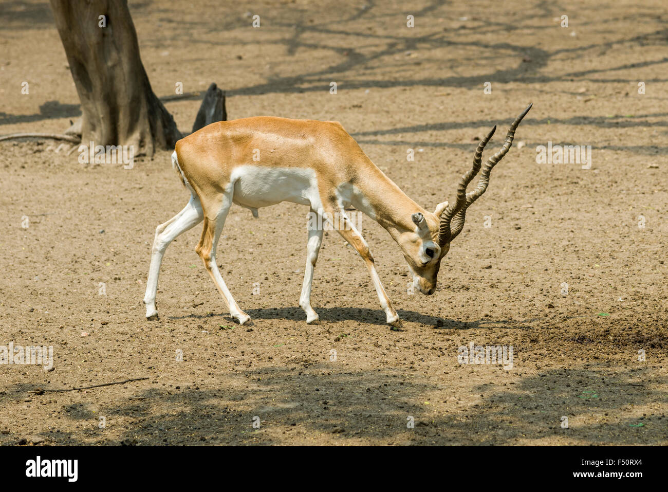A male Black Buck (Antilope cervicarpa) is grazing for food in the zoo Stock Photo