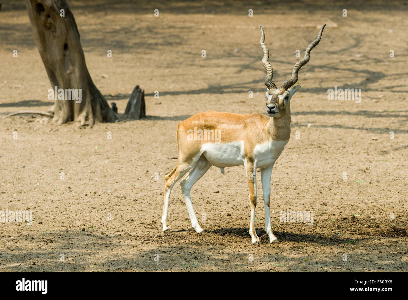 A male Black Buck (Antilope cervicarpa) is standing and watching in the zoo Stock Photo