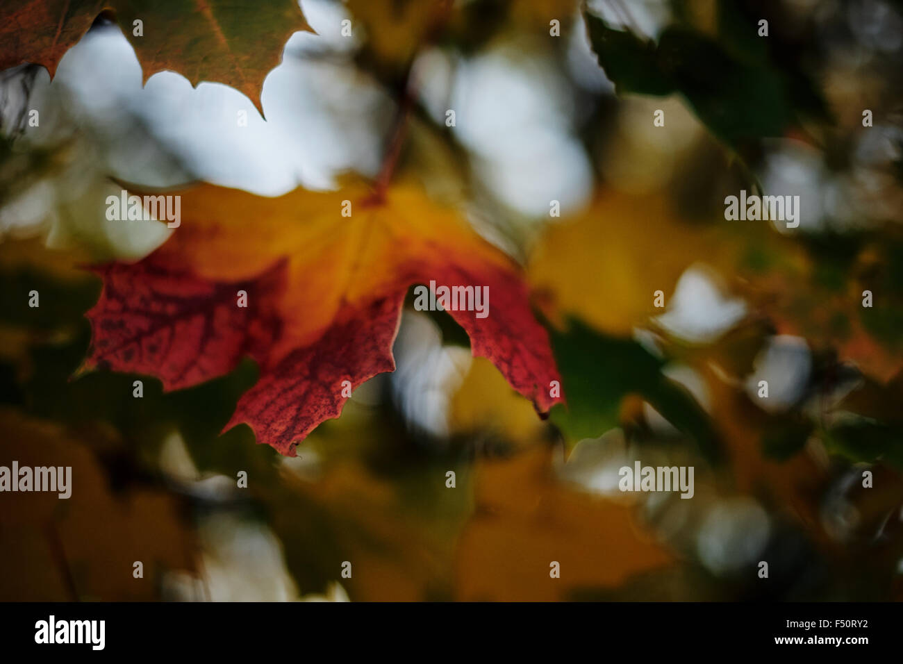 Autumn maple leaves in full color Stock Photo