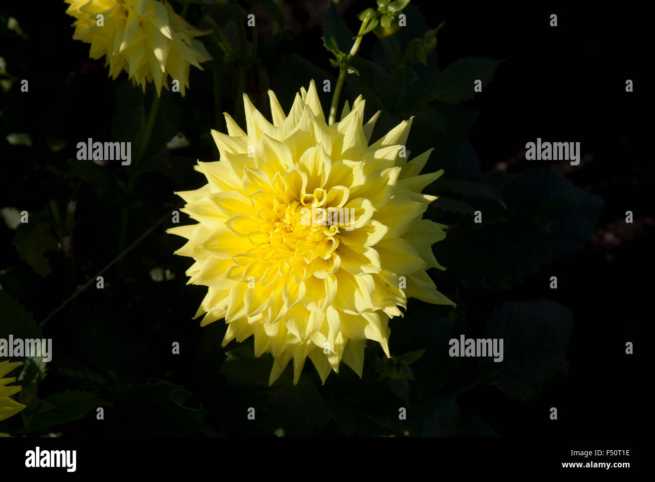 Yellow Dahlia flowers, Janal Amy variety,  growing in an Irish garden Stock Photo