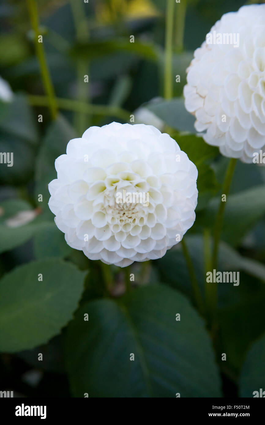 White Dahlia flowers, L’Ancresse variety,  growing in an Irish garden Stock Photo