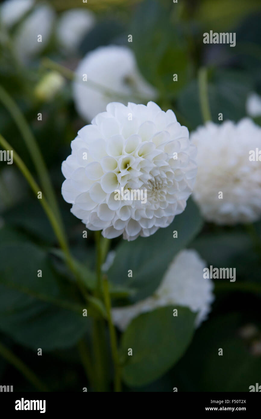 White Dahlia flowers, L’Ancresse variety,  growing in an Irish garden Stock Photo