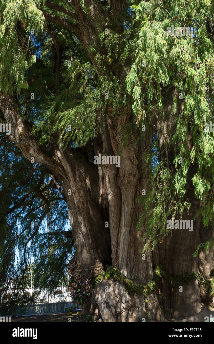 This Tule tree from Santa Maria del Tule, Mexico is one of the oldest and largest in the world. Stock Photo