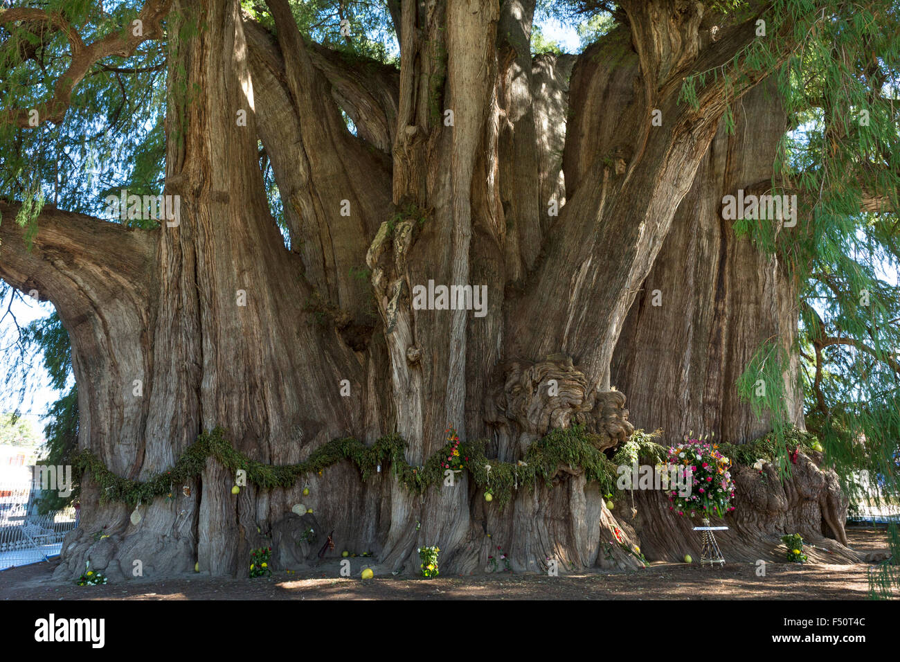 This Tule tree from Santa Maria del Tule, Mexico is one of the oldest and largest in the world. Stock Photo