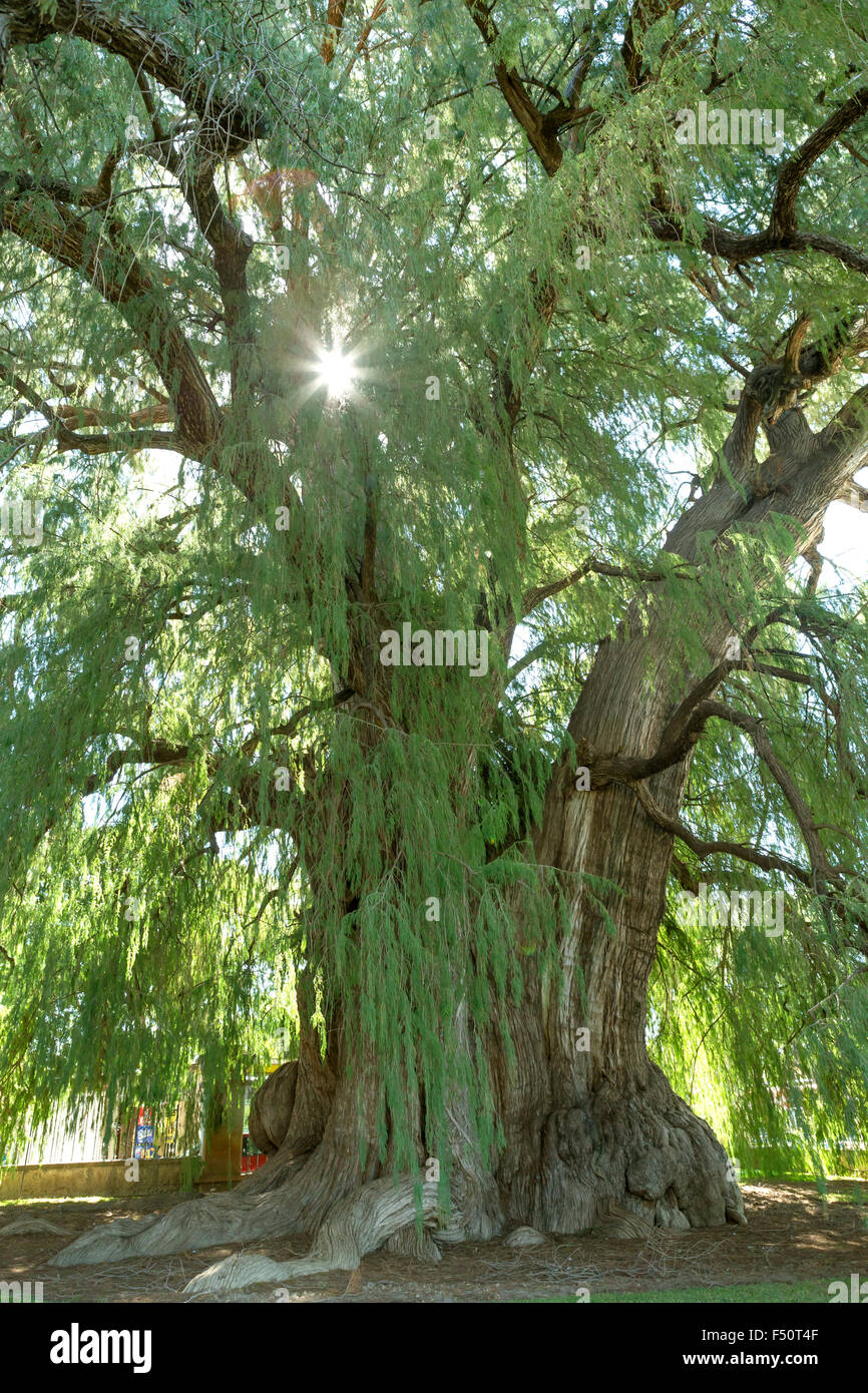 This Tule tree from Santa Maria del Tule, Mexico is one of the oldest and largest in the world. Stock Photo