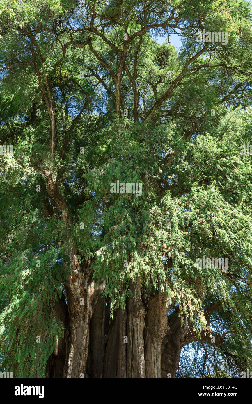 This Tule tree from Santa Maria del Tule, Mexico is one of the oldest and largest in the world. Stock Photo