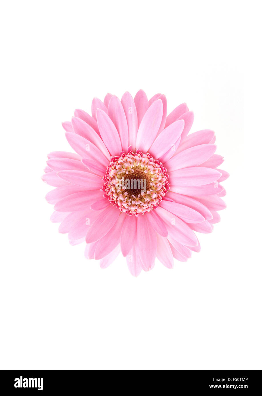Pink sunflower floral on white background Stock Photo Alamy