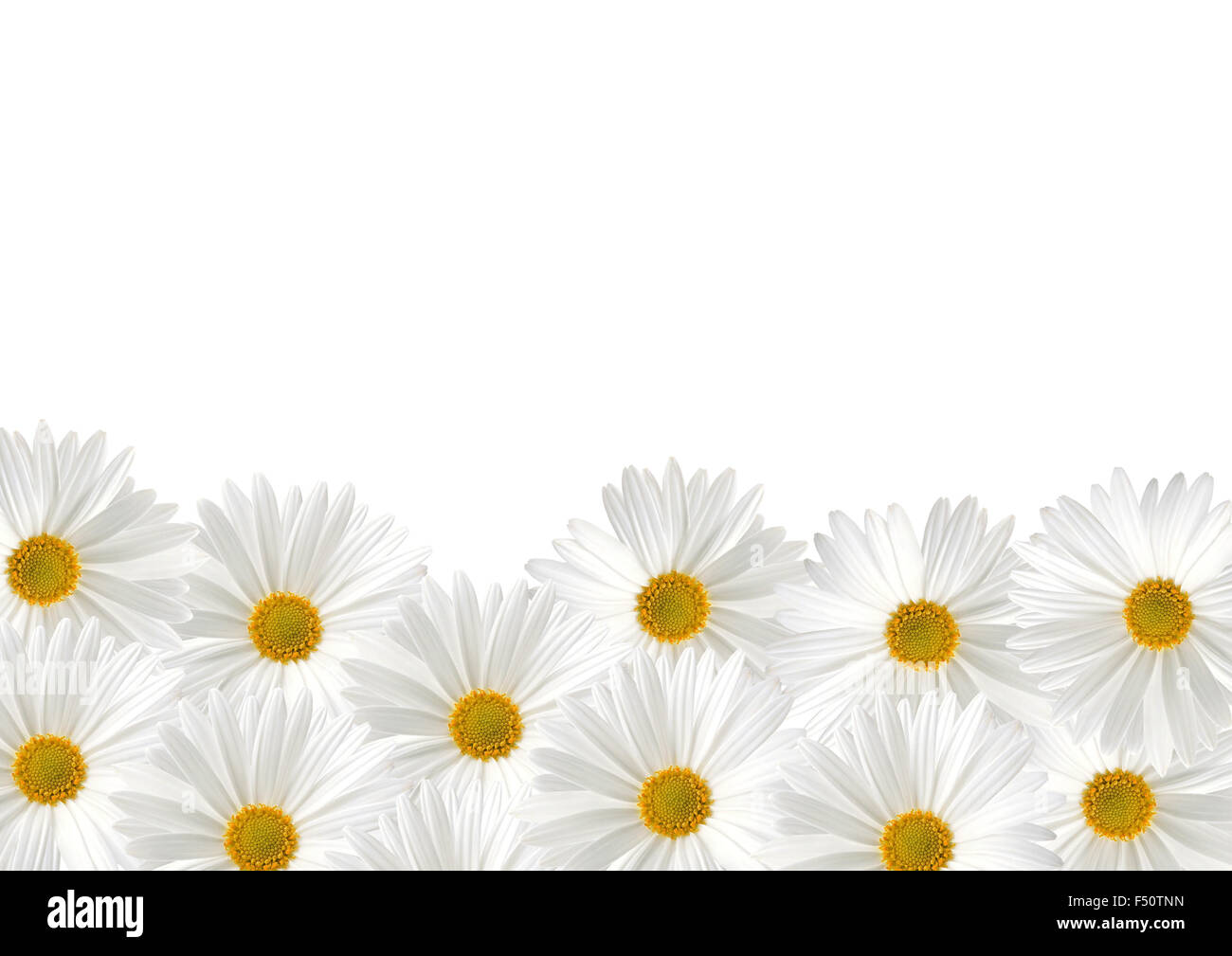 White sunflower floras on white background Stock Photo