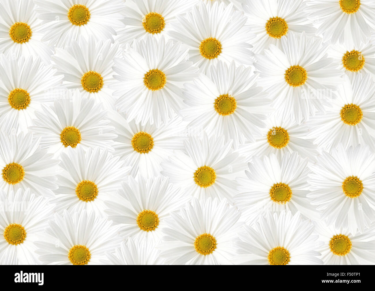 White sunflower floras textured background Stock Photo