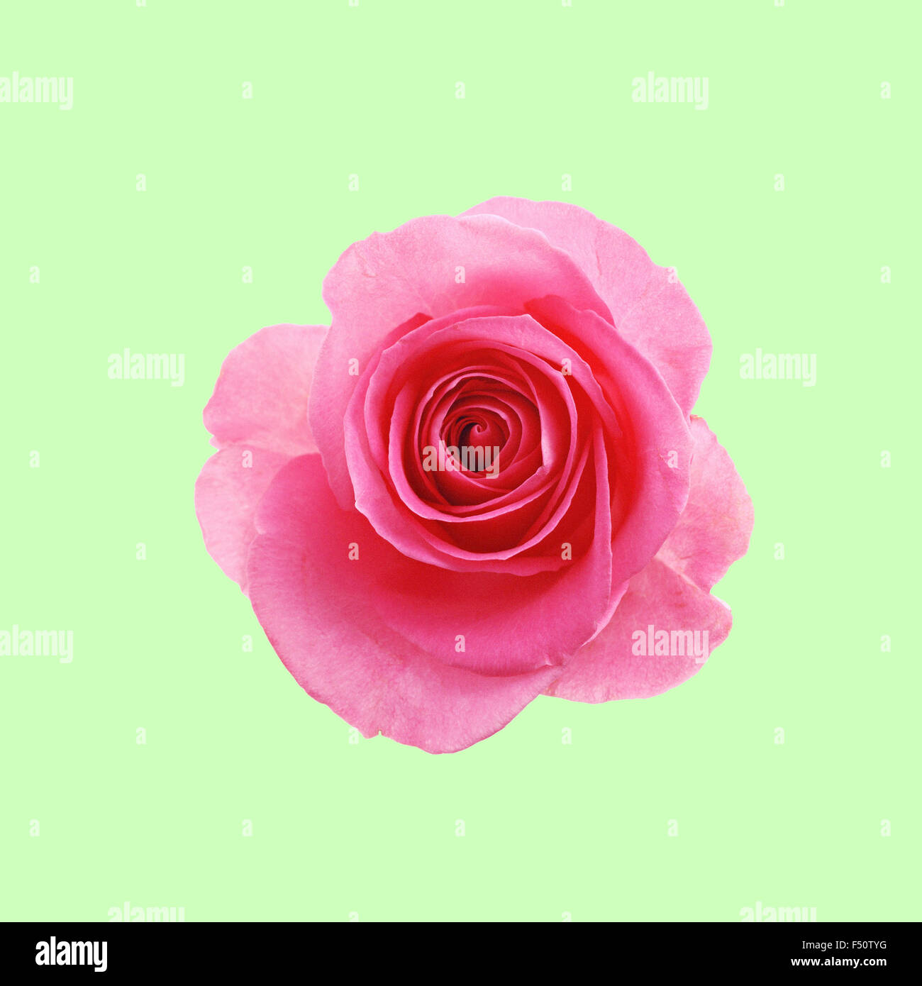 Pink rose flower on the mint green background Stock Photo