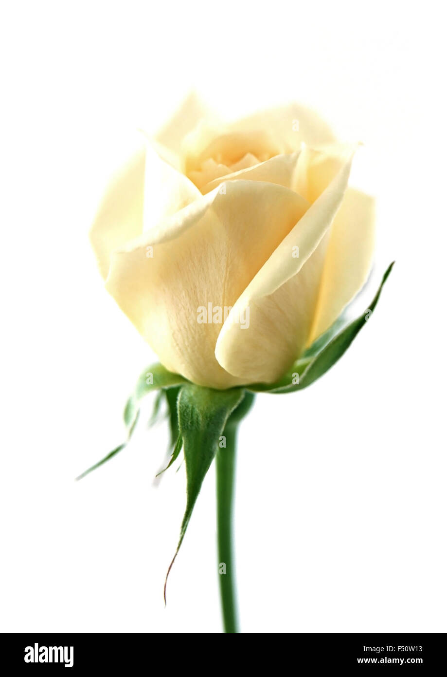 Light yellow rose flower on white background Stock Photo