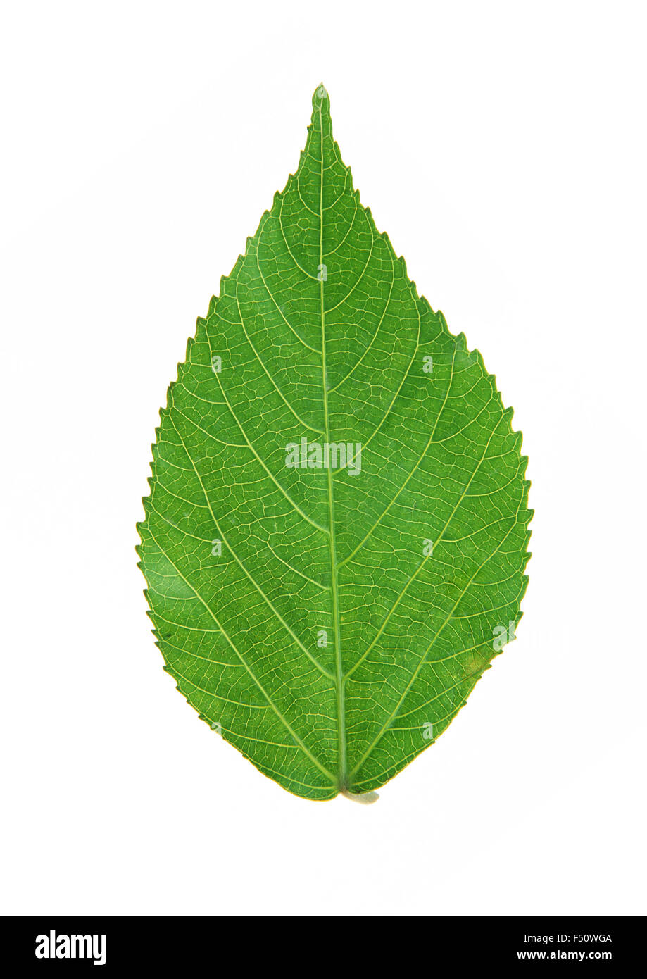Single green leaf with strips closeup Stock Photo