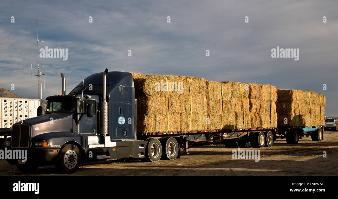 Truck with hay bales hires stock photography and images Alamy