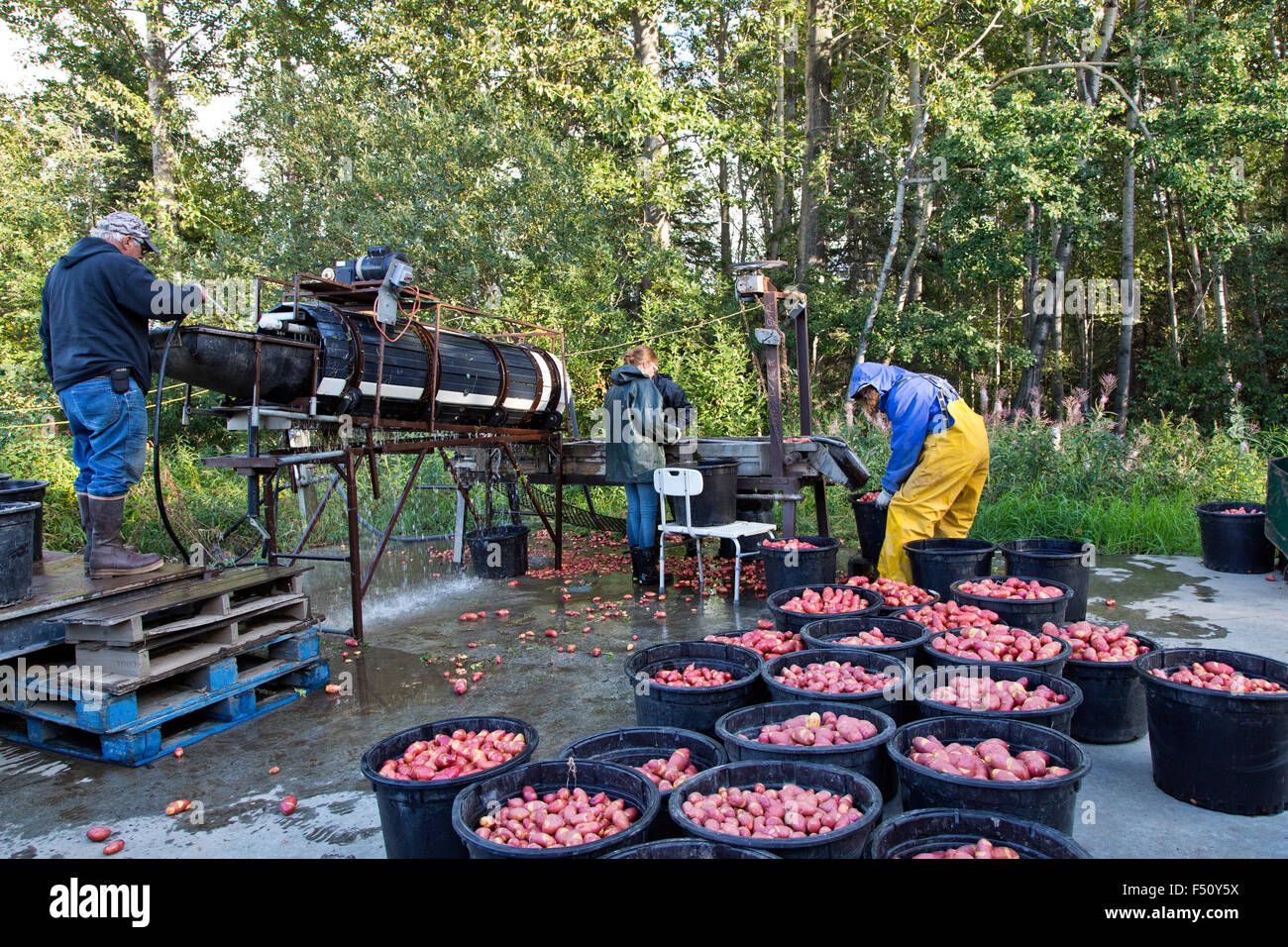 Crew washing & sorting harvested potatoes 'Magic Myrna' variety. Stock Photo