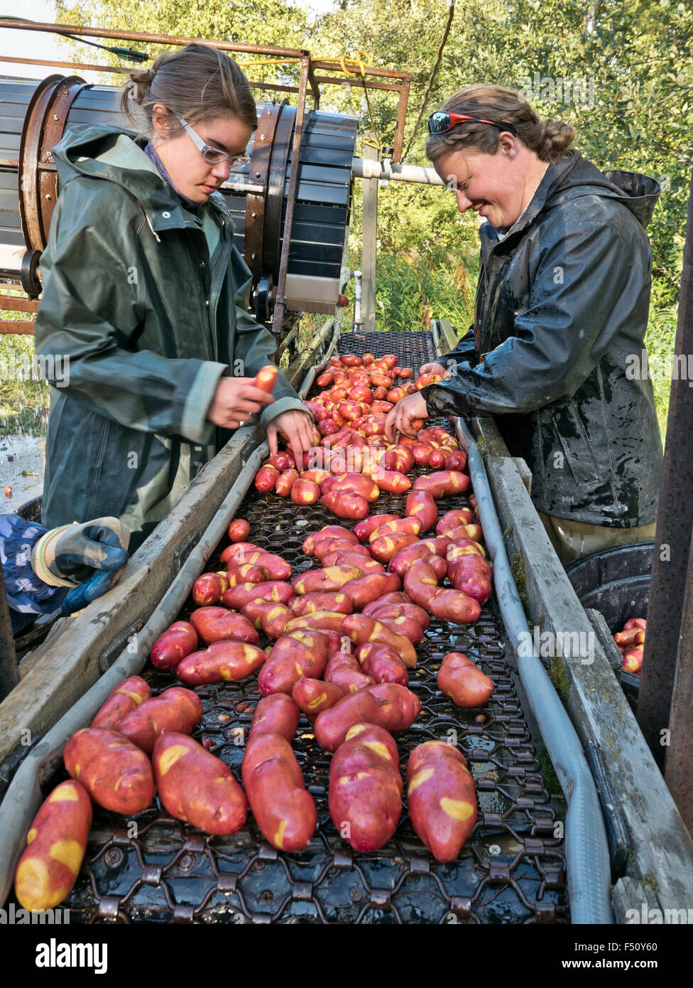 Crew washing harvested potatoes 'Magic Myrna' variety. Stock Photo