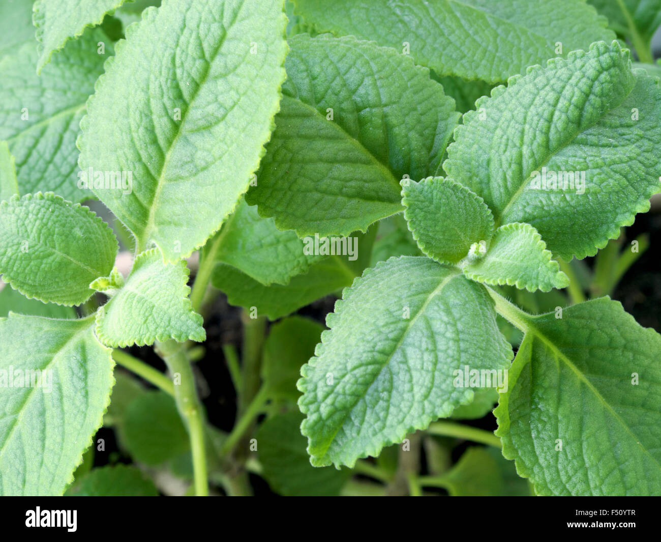 Cuban oregano leaves, close up Stock Photo Alamy