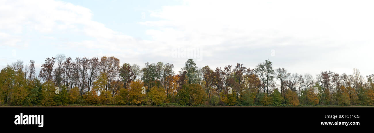 Panorama close up tree hi-res stock photography and images - Alamy