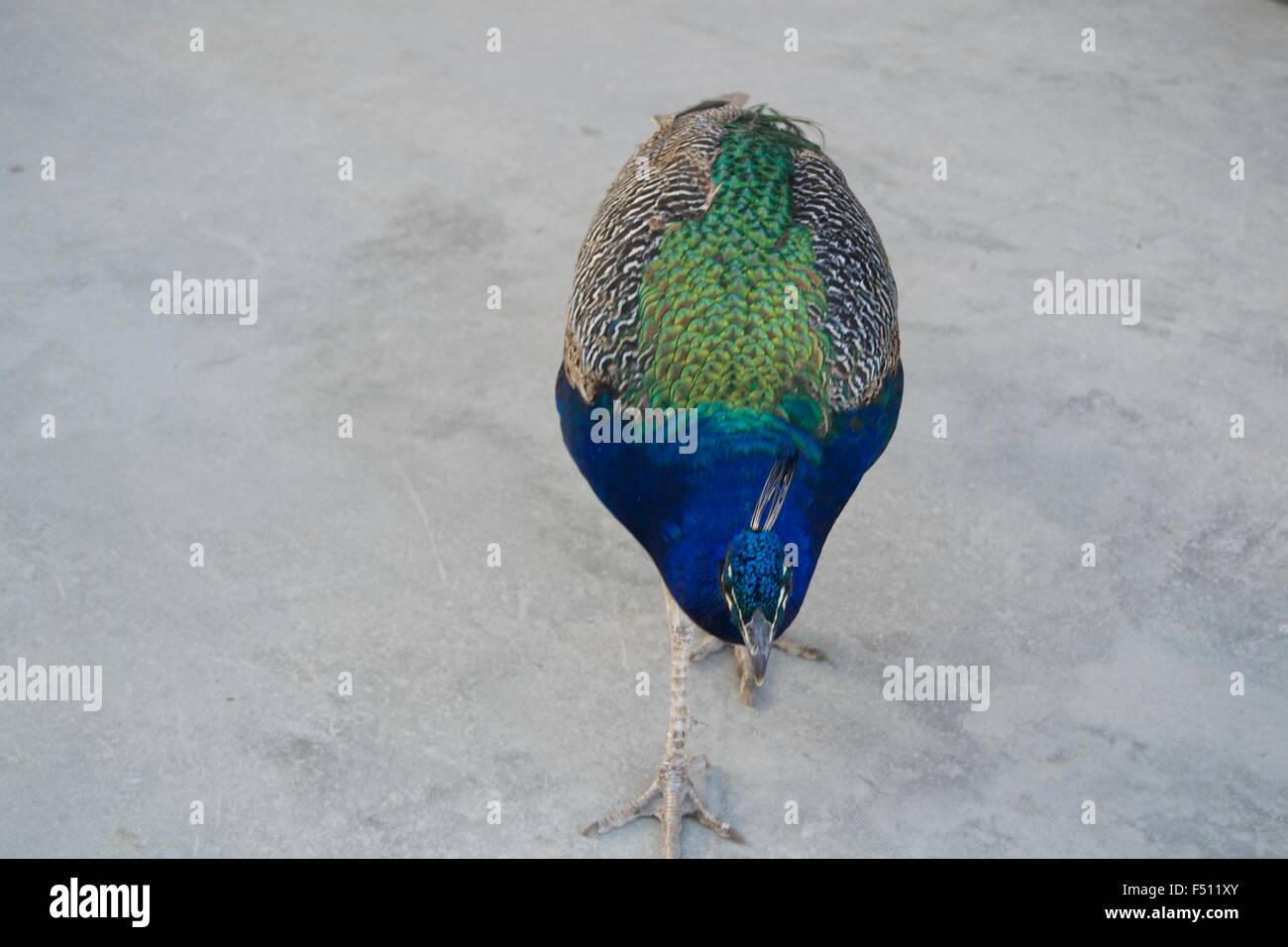Colorful peacock feathers bird plumage blue green Stock Photo