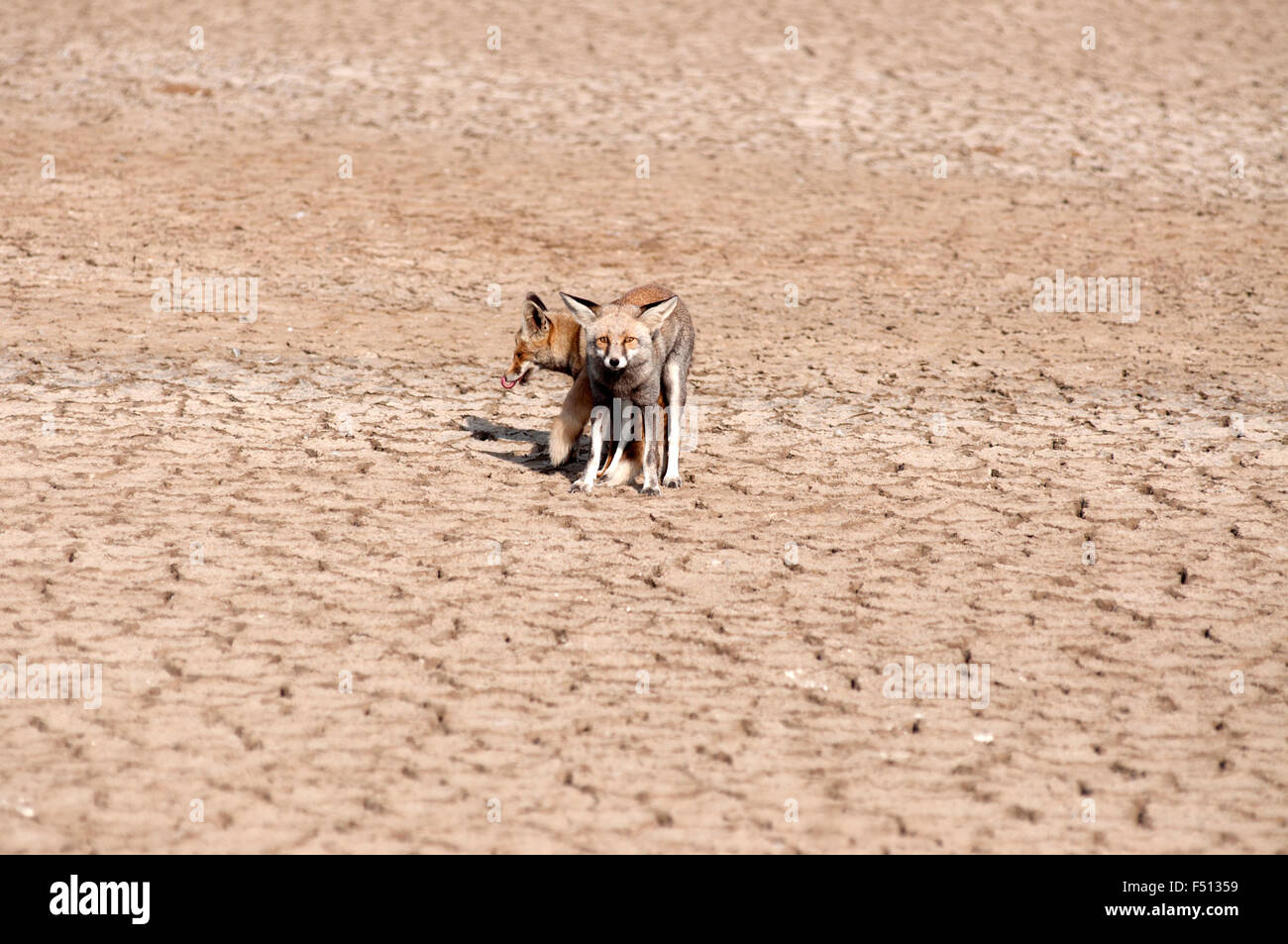 Desert Heat . Lesser Carnivorous are very shy animals. Very Rare to see the Mating pair. Little Rann of Kutch Rare Image Stock Photo - Alamy Desert Heat . Lesser Carnivorous are very shy animals. Very Rare to see the Mating pair. Little Rann of Kutch Rare Image Stock Photo - Alamy