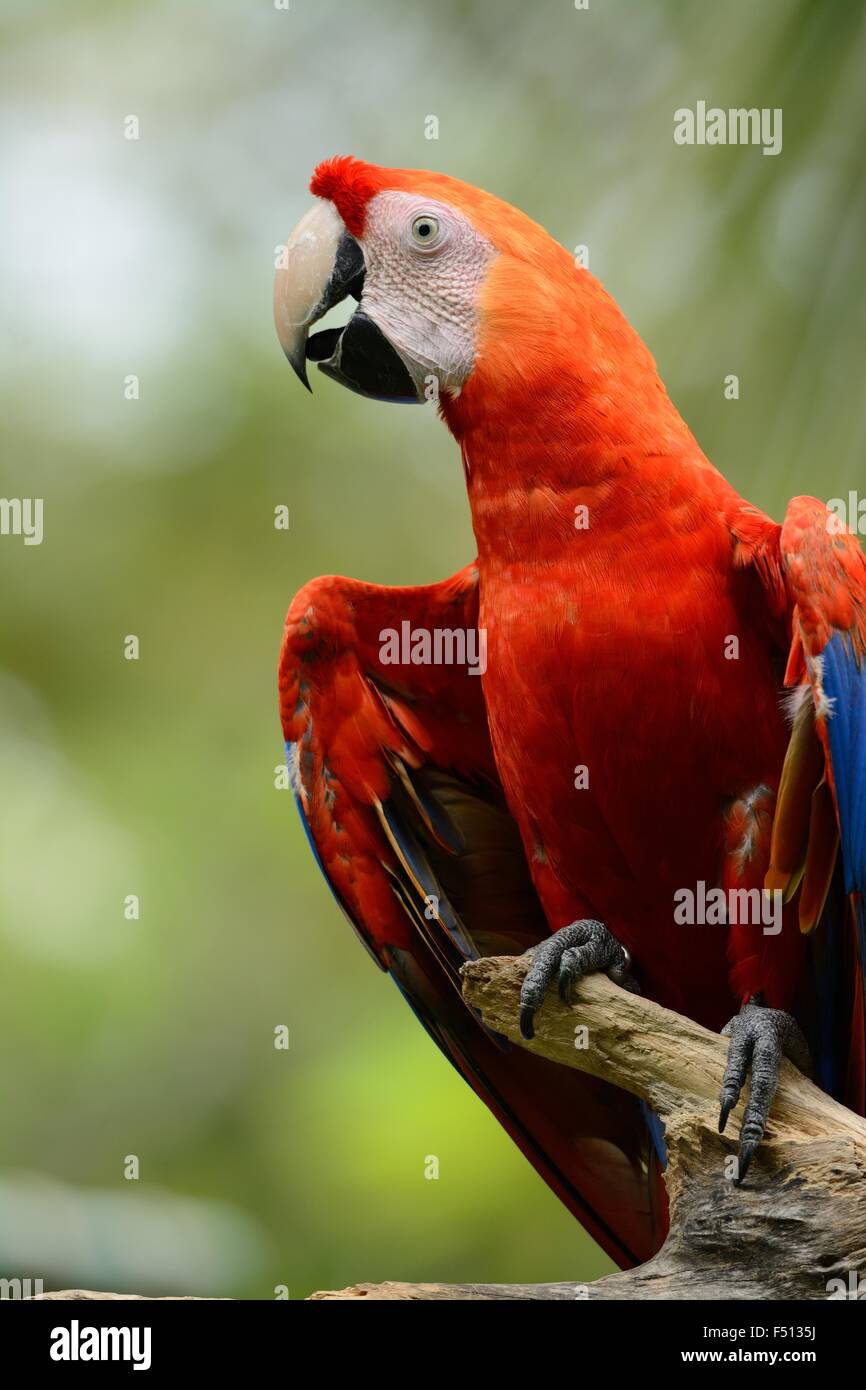 beautiful Green-winged Macaw (Ara chloropterus) as pet Stock Photo