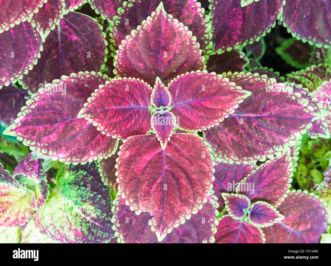 Coleus plant hi-res stock photography and images - Alamy