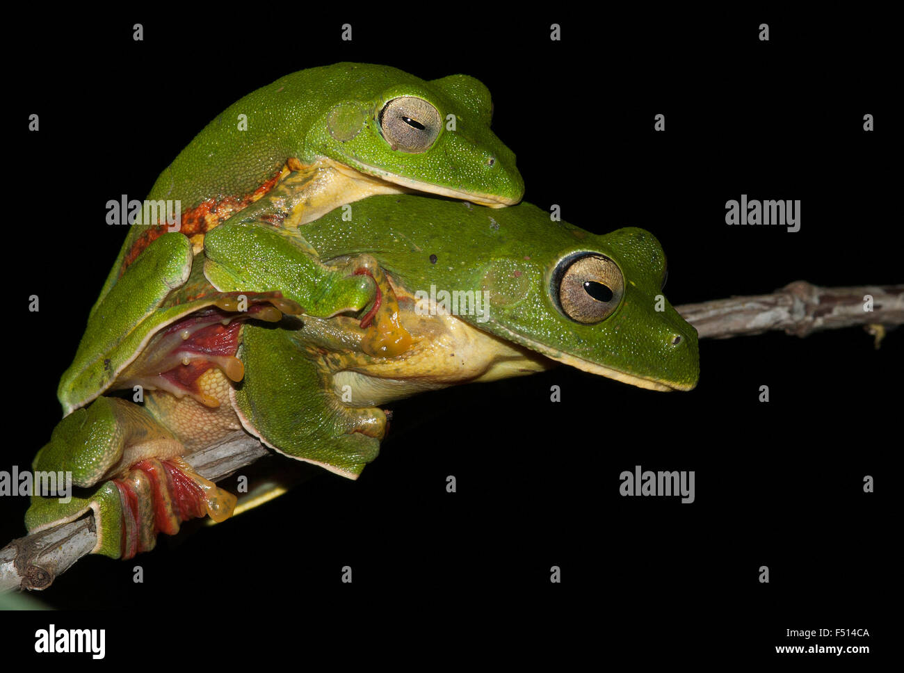 The image of malabar gliding frog ( Rhacophorus malabaricus)  was taken in Amboli ghta, Maharashtra, India Stock Photo
