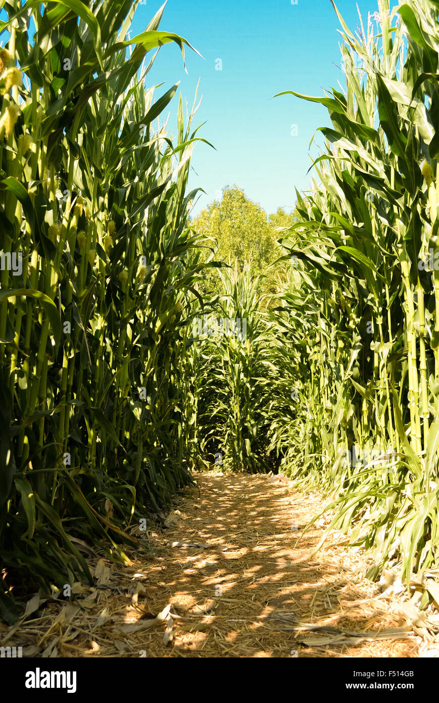 Hay covered on ground under row of tall green corn stalks Stock Photo