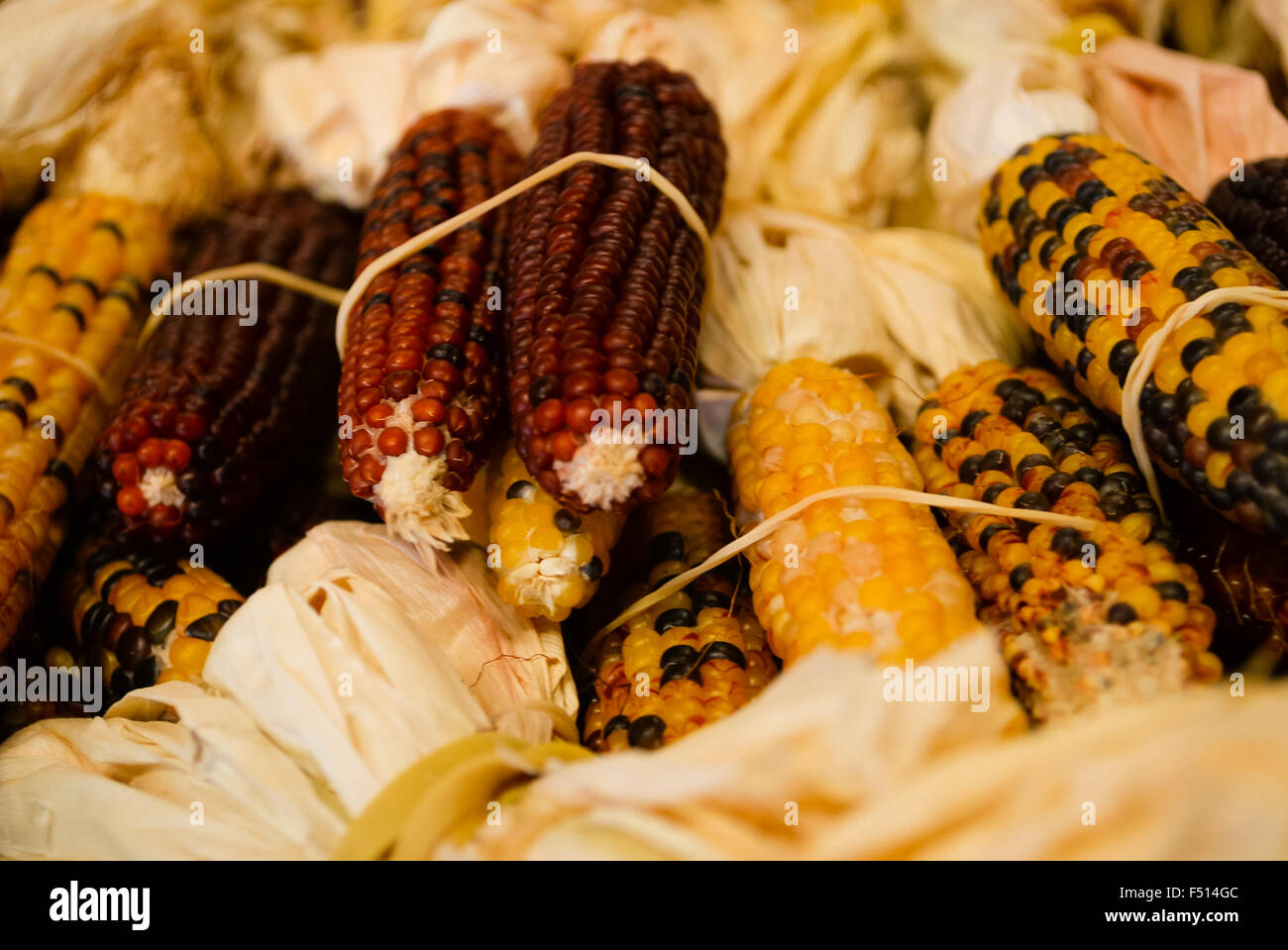Close-up of yellow and red corn with stalks bundled for sale. Stock Photo