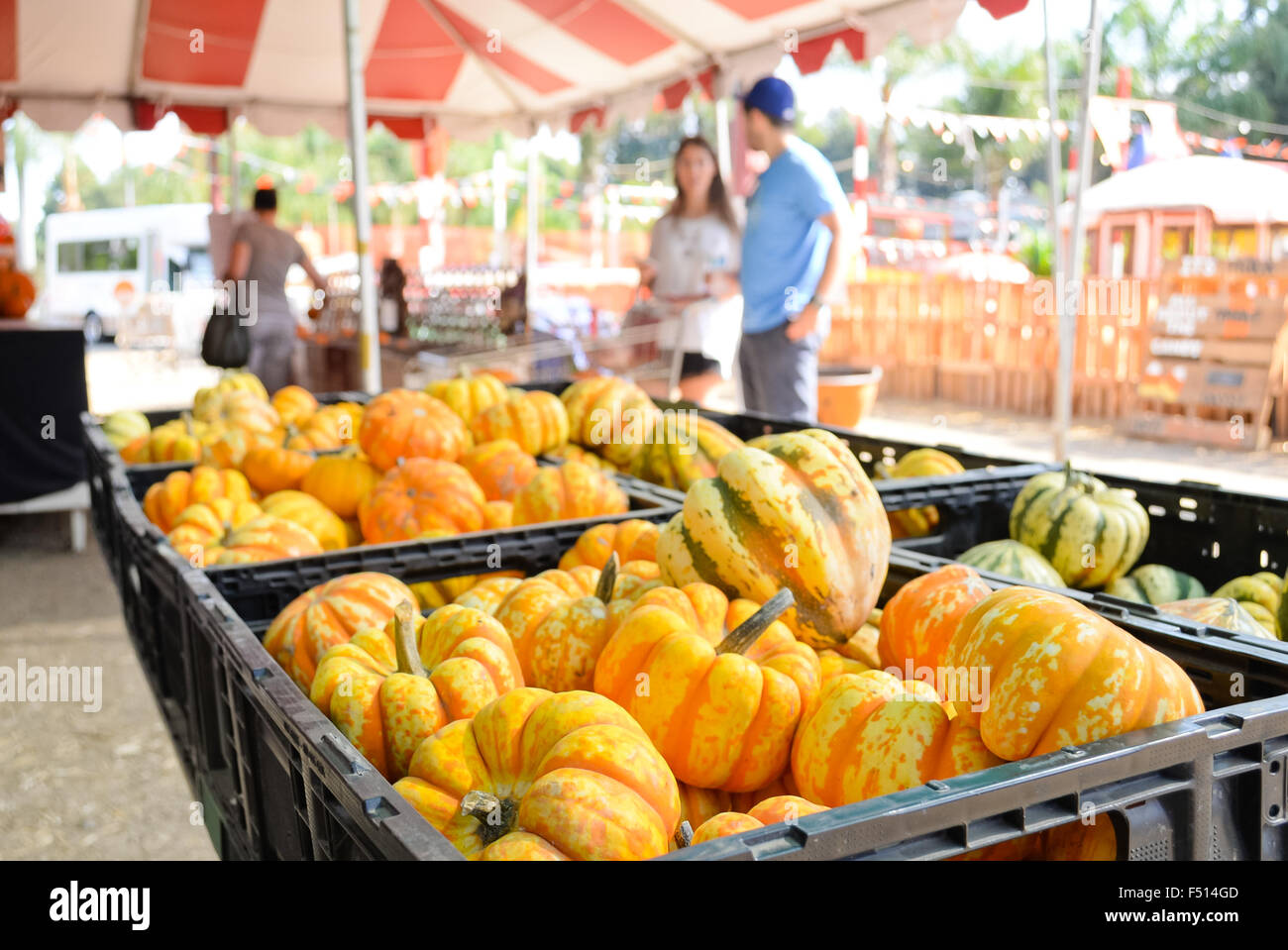 Couple shopping for bright yellow-orange pumpkins in market stalls. Stock Photo