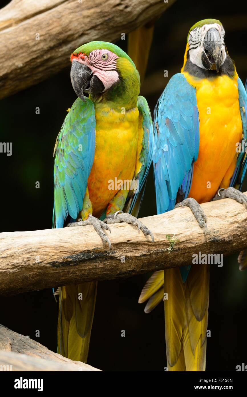 beautiful adult Hybrid macaw as pet Stock Photo