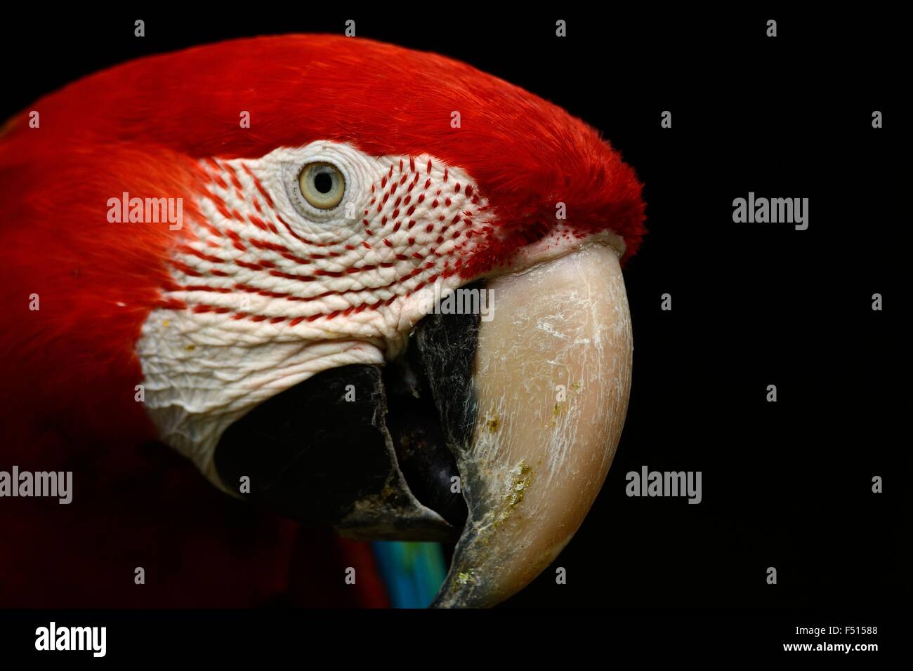 beautiful Green-winged Macaw (Ara chloropterus) as pet Stock Photo