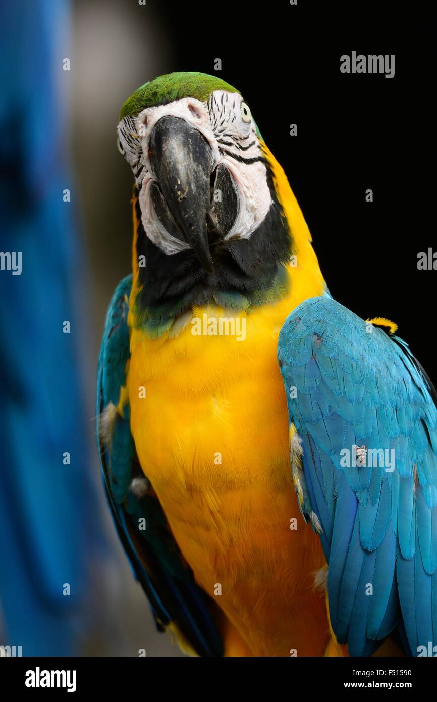 beautiful Blue-and-yellow Macaw (Ara ararauna), also known as the Blue-and-gold Macaw Stock Photo