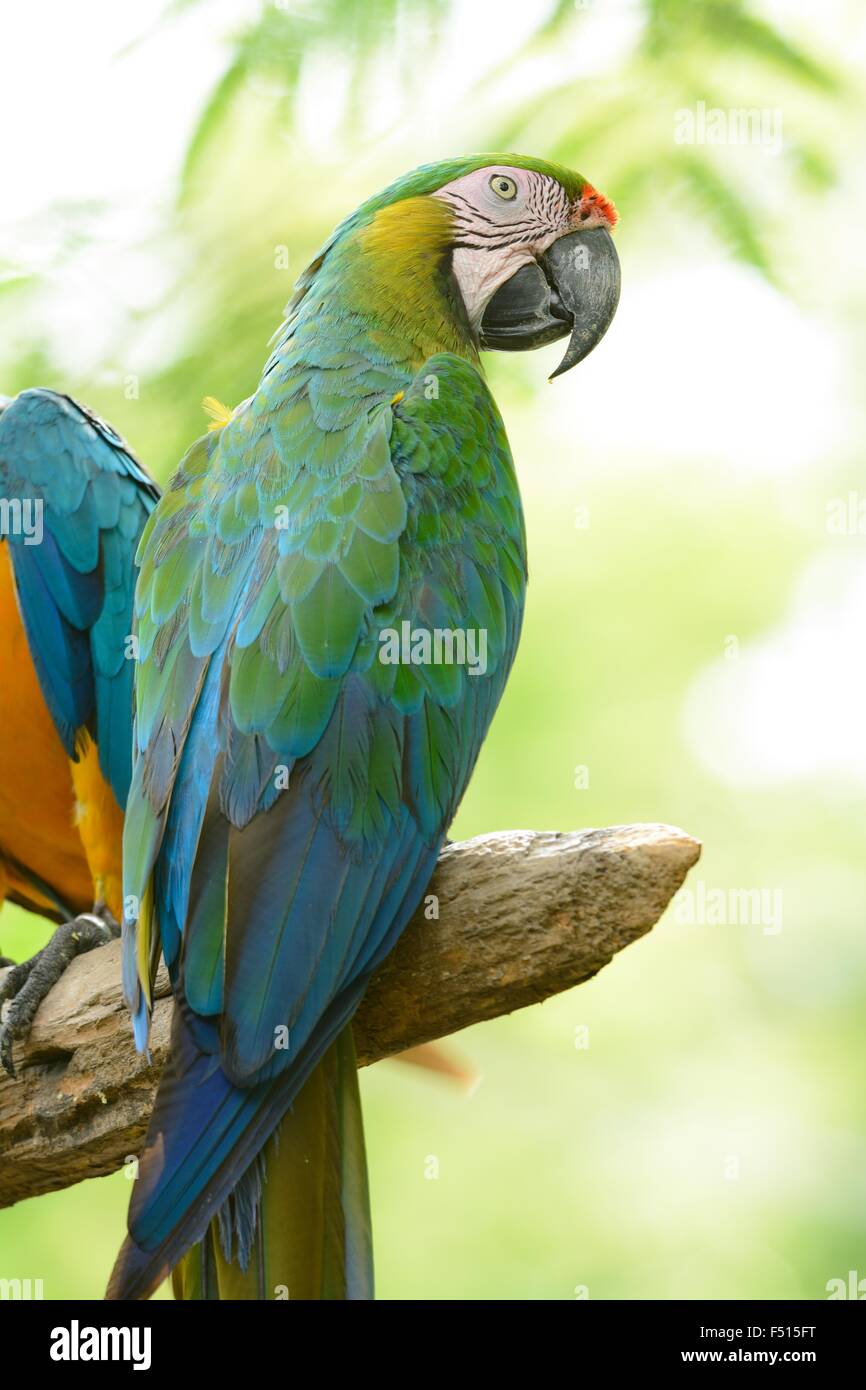 beautiful adult Hybrid macaw as pet Stock Photo