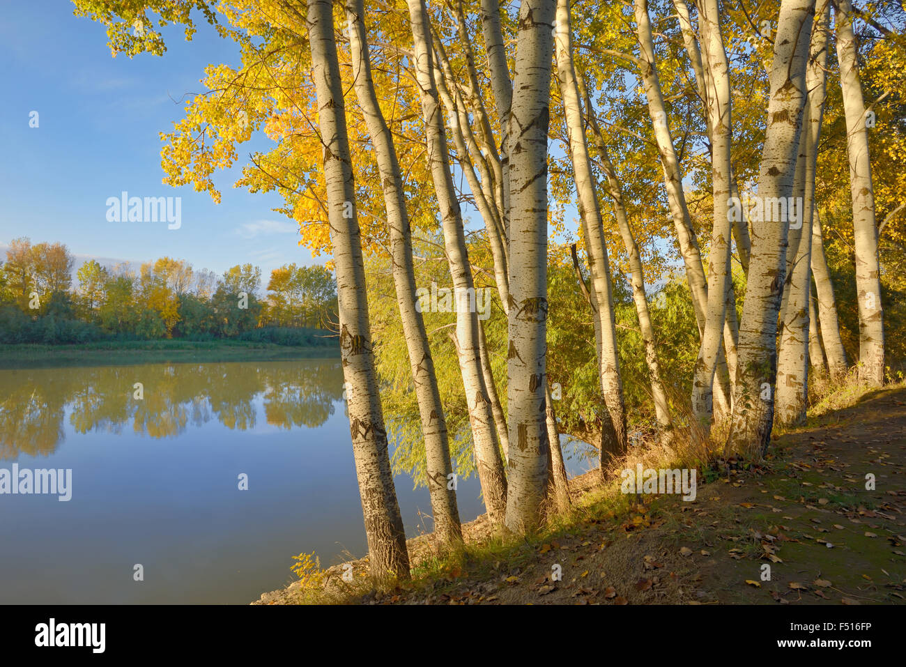 Siret river and sunrise in the autumn forest Stock Photo
