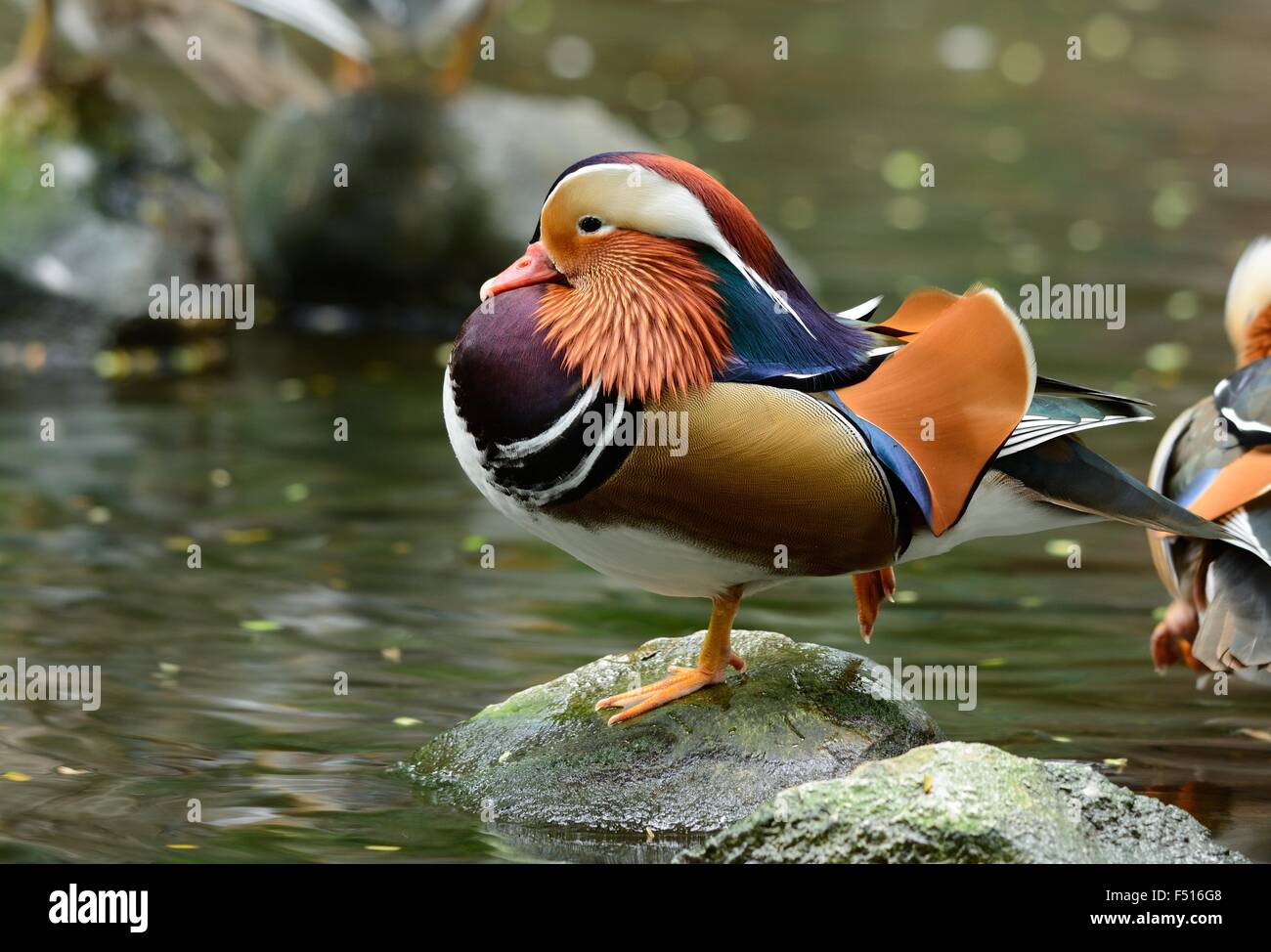 beautiful male Mandarin duck (Aix galericulata) resting near the water Stock Photo