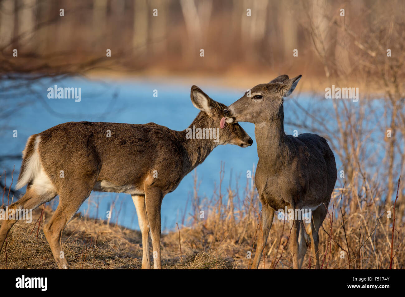 Deer changing coat hires stock photography and images Alamy