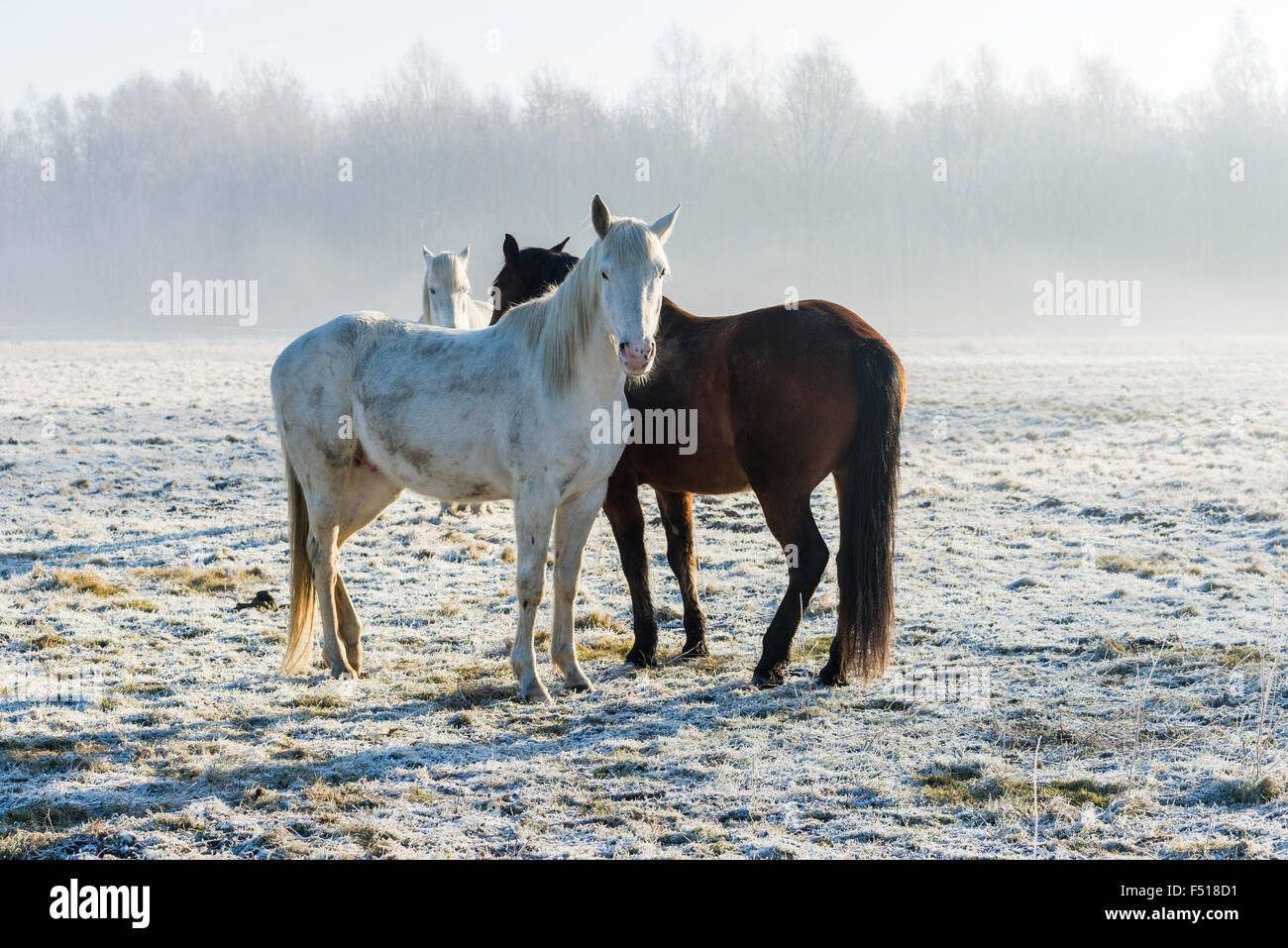 Two Brown And One White Horse High Resolution Stock Photography and ...