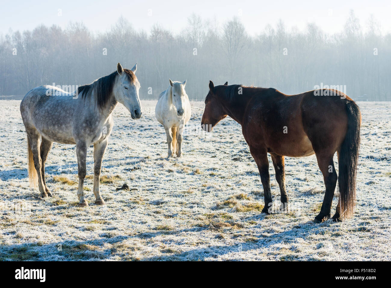 Two brown and one white horse hi-res stock photography and images - Alamy