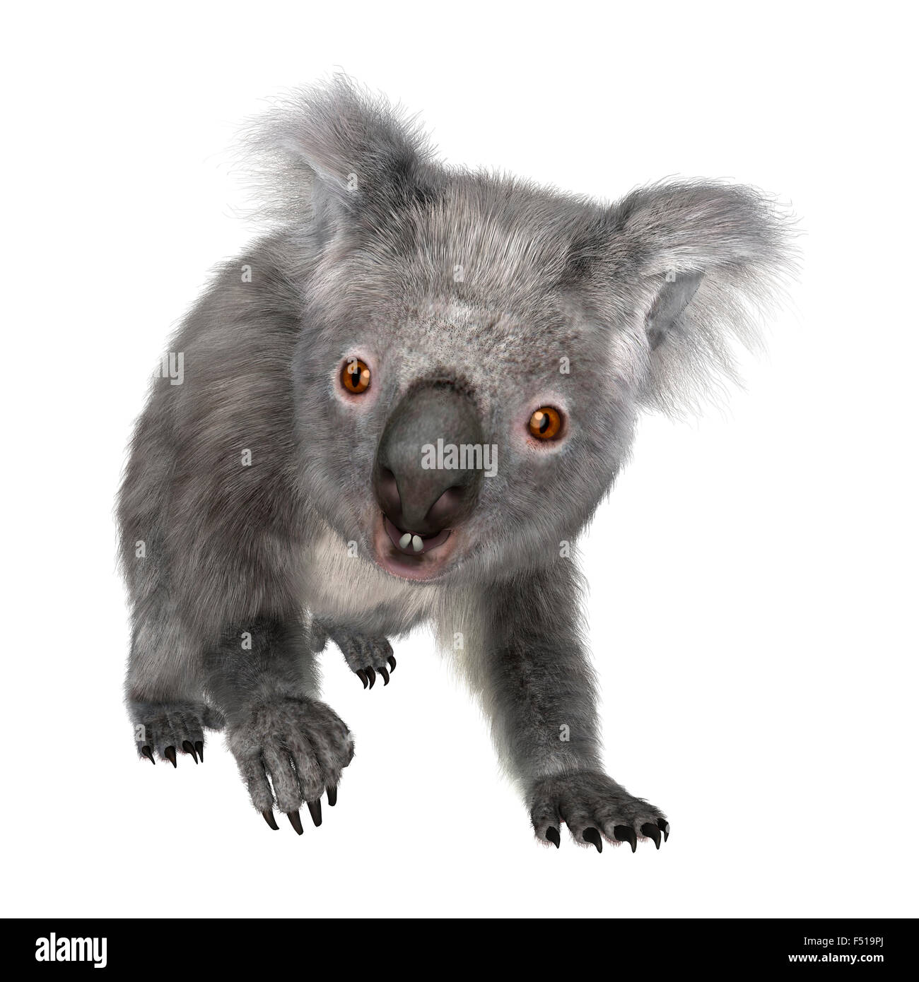 3D digital render of a cute Australian koala bear isolated on white ...