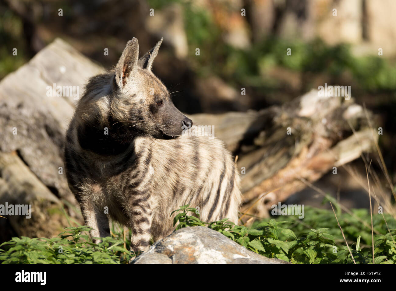 Striped hyena (Hyaena hyaena) with broad head and dark eyes Stock Photo