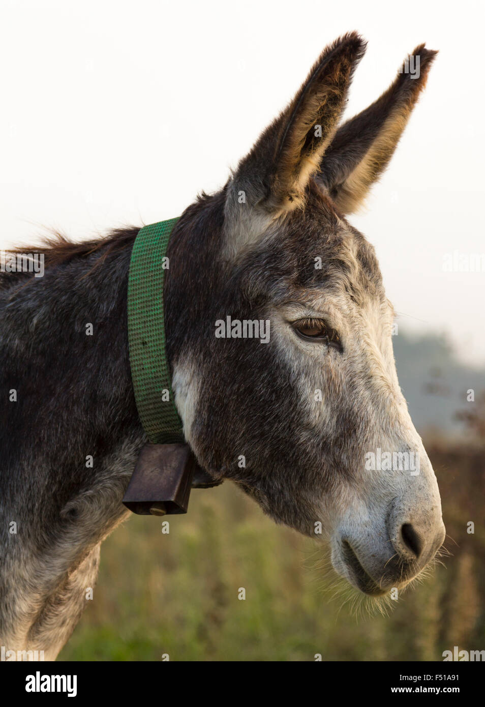 donkey with bell Stock Photo