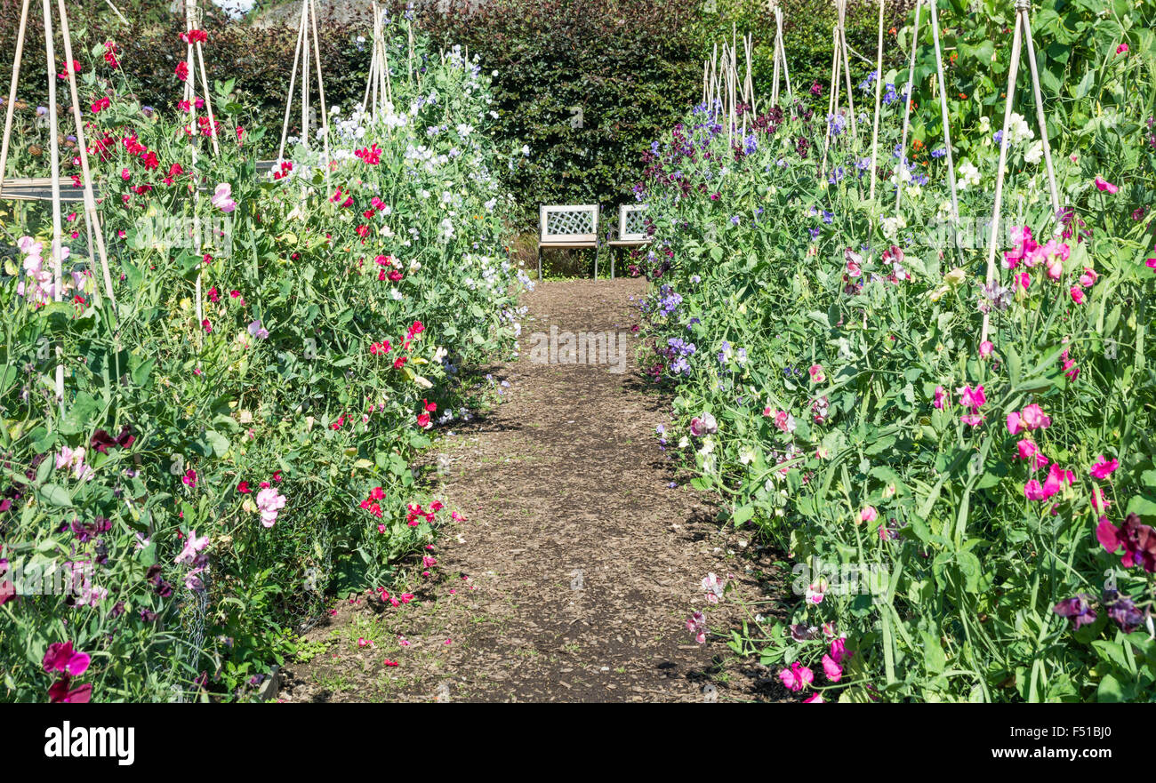 Sweet Peas growing up canes Stock Photo Alamy