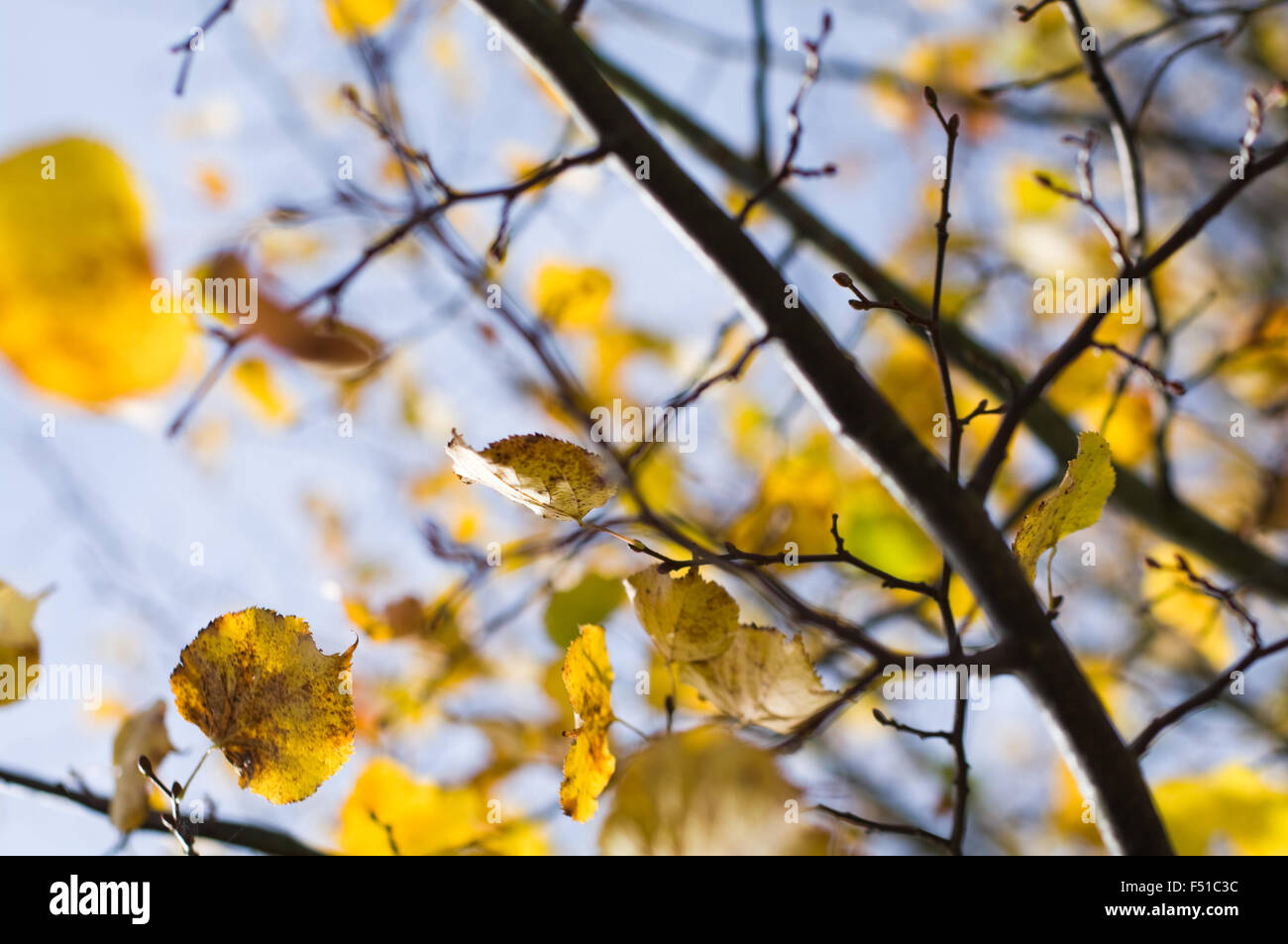 Yellow autumn leaves on a tree against a blue sky Stock Photo - Alamy