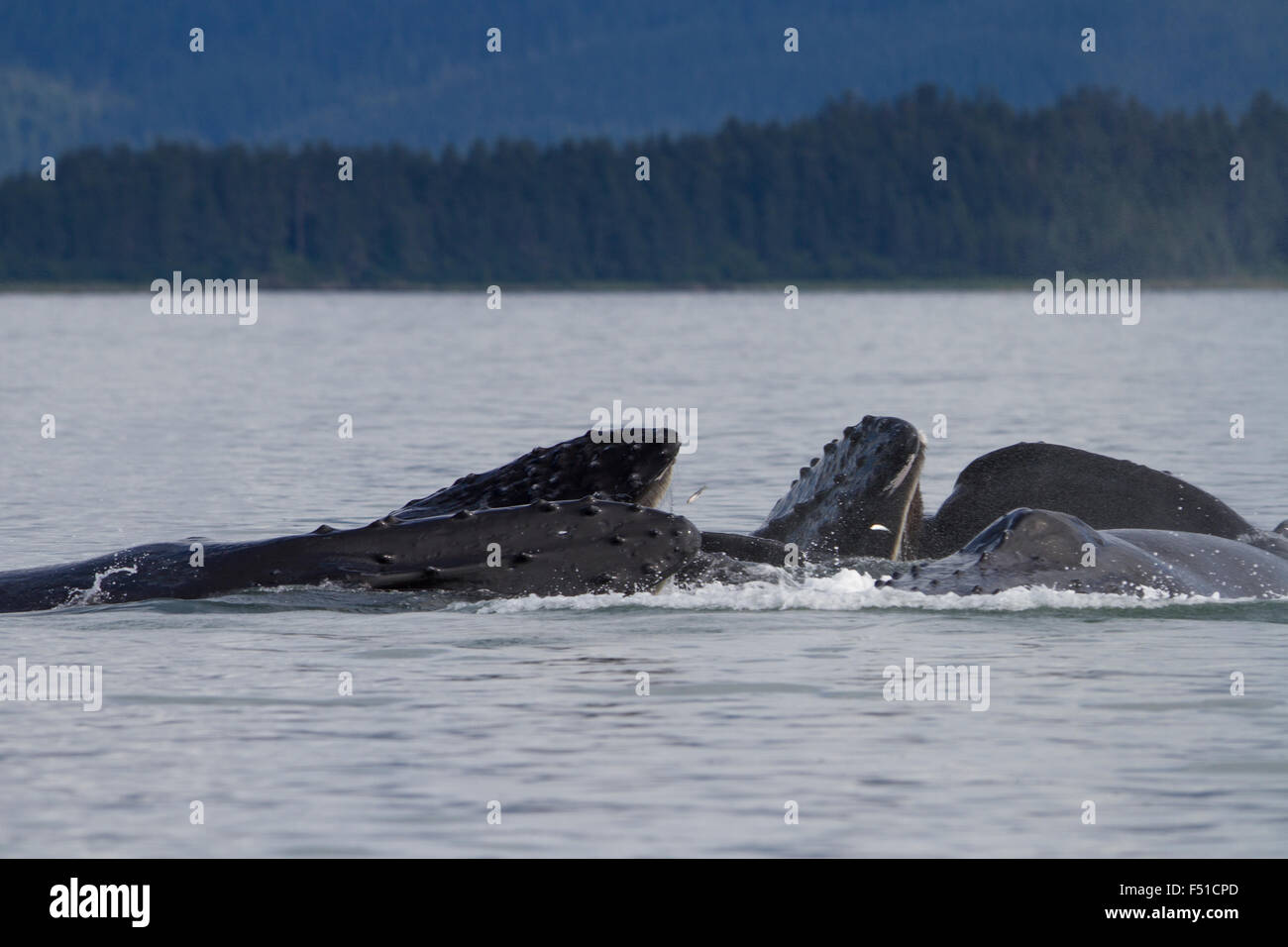 Humpback Whales cooperative bubble-net feeding in Alaskan waters Stock Photo