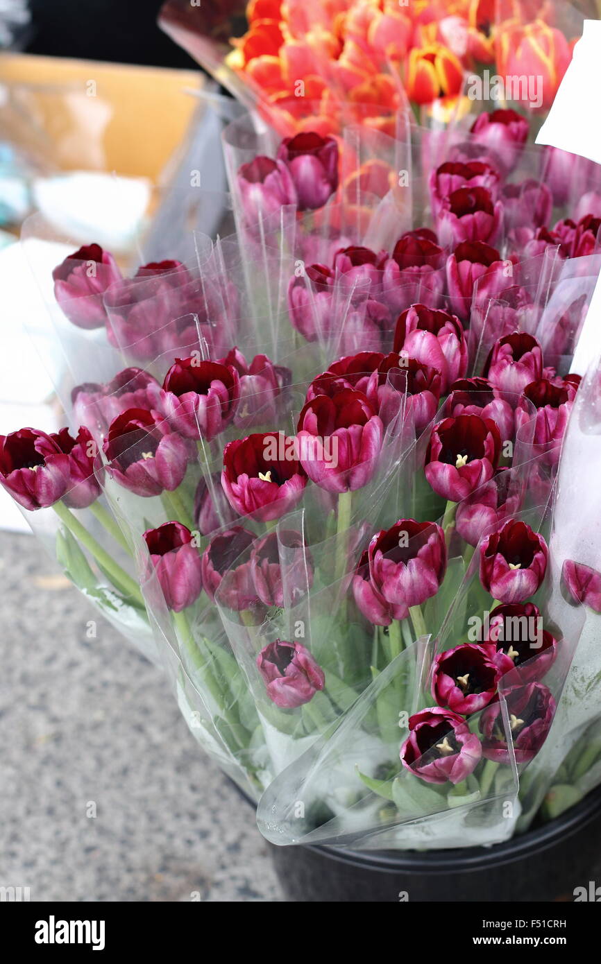Fresh burgundy tulips for sale at a market Stock Photo