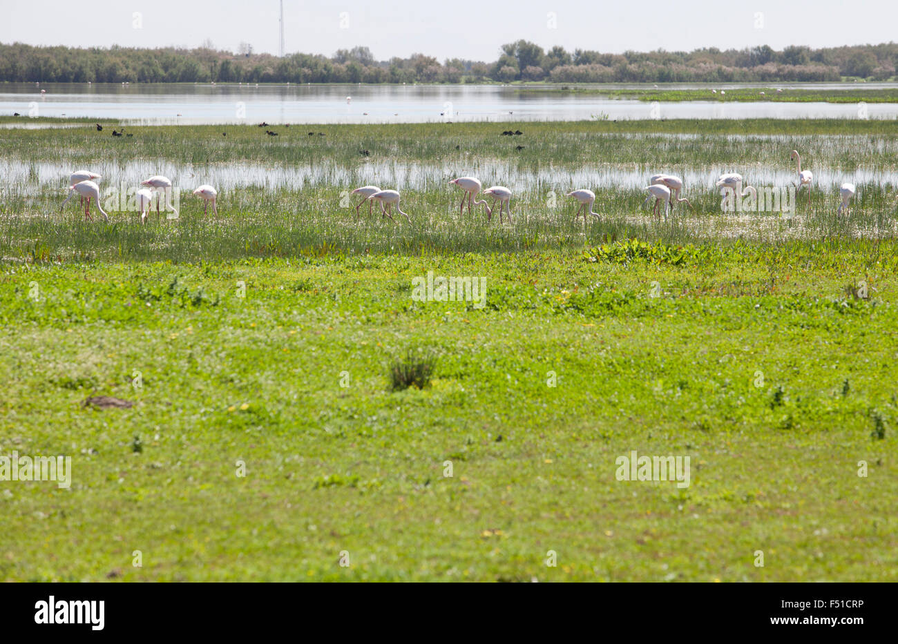Flamingos on marshland chose to El Rocio village at Donana National Park, Spain Stock Photo