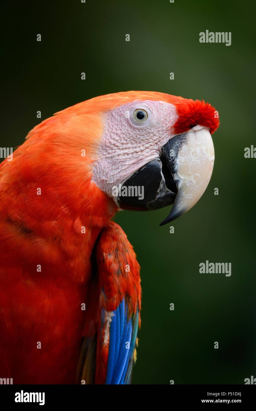 beautiful Scarlet Macaw (Ara macao) as pet Stock Photo