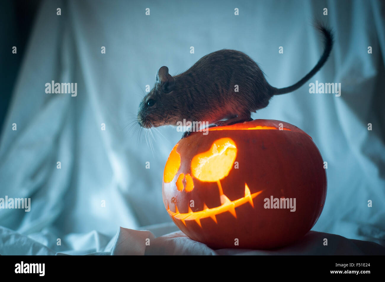 Oxford, UK. 26th October 2015. Three pet degus get an early Halloween present, their very own pumpkin lantern. Native to Chile, degus are small rodents that make popular pets, living in small groups for up to 10 years. Although their usual diet is mostly hay and grass, they are allowed an occasional treat of a bit of pumpkin, so long as they're supervised. The lantern is lit with a small torch, as a flame would be too dangerous with live animals. Photo: Andrew Walmsley/17�Թ����� Live News Stock Photo